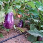 images (3)