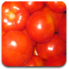 tomates-100x100